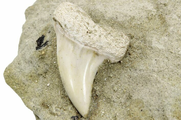 Hooked Mako Shark Tooth Fossil On Sandstone - Bakersfield, CA #223739